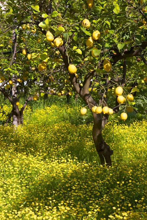 Сбор плодов лимонного дерева