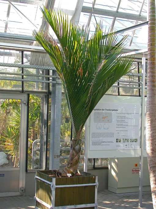 Комнатные пальмы — ропалостилис