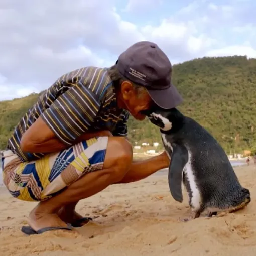 пингвин ежегодно приплывает к своему спасителю