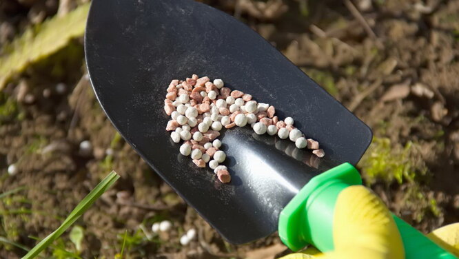 Výživa rostlin v červnu se aplikuje především pod kořen