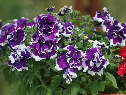 Основные правила формирования кустов петунии