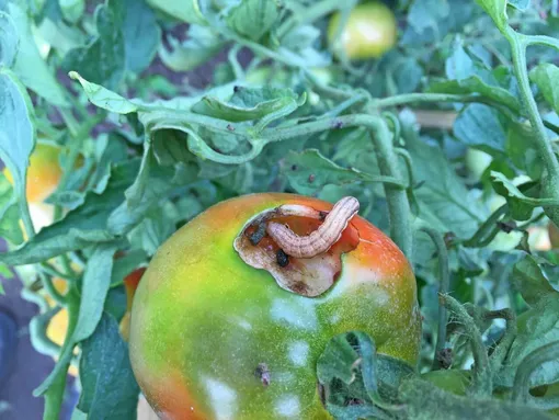 Опрыскивание томатов борной кислотой помогает бороться с вредителями