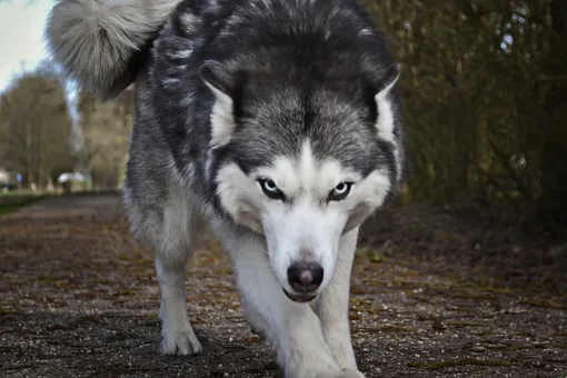 Волкособы: породы гибридов собаки и волка, их фото и особенности