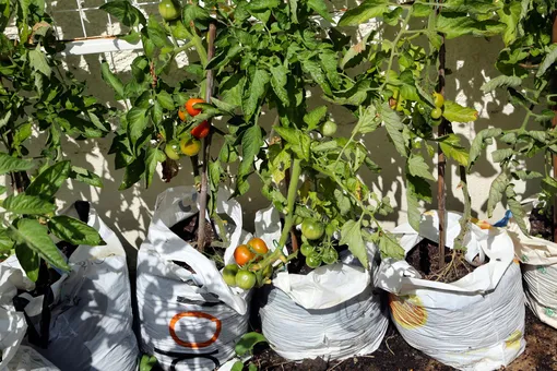 Мешки, наполненные грунтом, являются идеальной средой для выращивания томатов