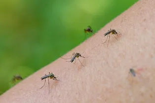Лайфхаки по спасению от комаров на природе: эффективные средства