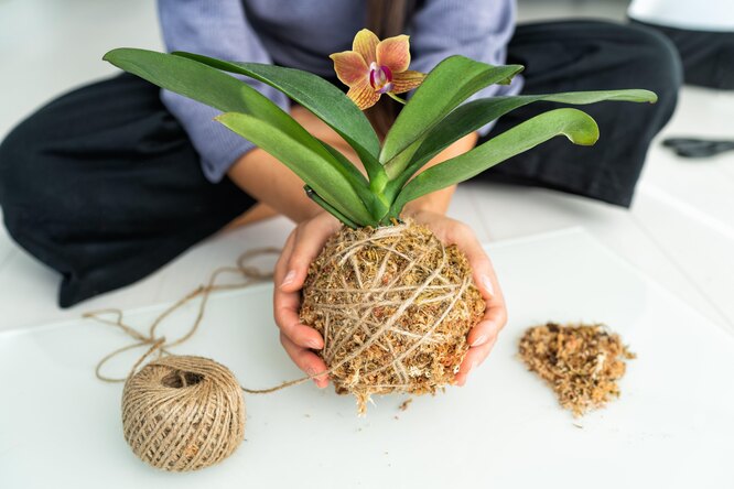 orchidej v mechu