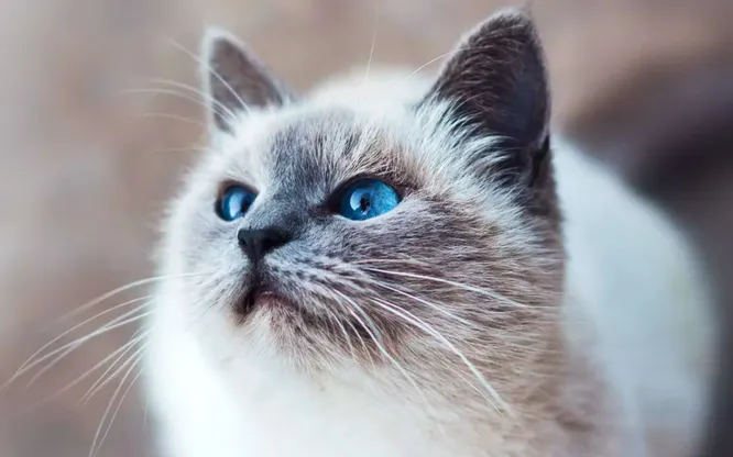 Красивые и благородные: топ-15 пород кошек с голубыми глазами