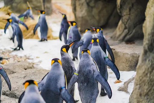 10 любопытных фактов о пингвинах, которые вы могли не знать