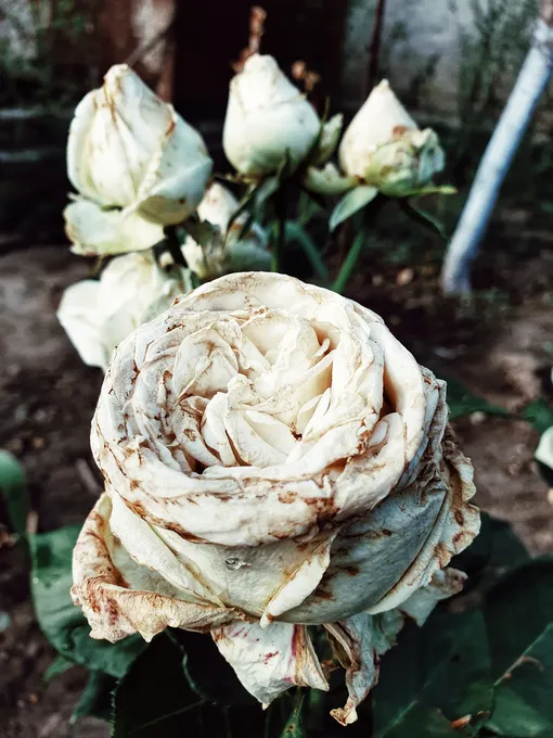 Болезни роз, описание и фото: ржавчина розы