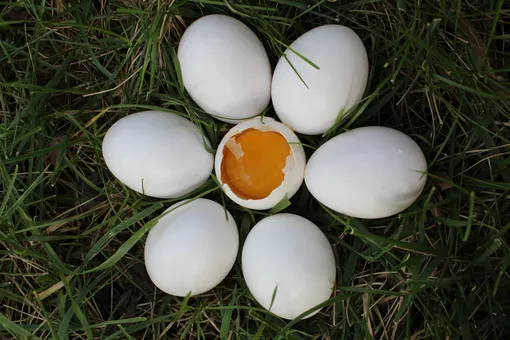 яйца, яичница