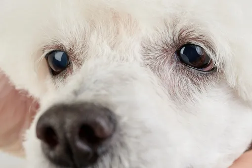 Не перестаёт вилять хвостом ни на минуту: посмотрите на невероятное преображение чудовищно лысой собаки