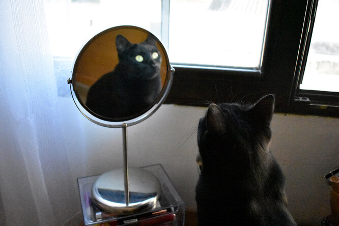 Кошки, грабли, зеркала и подковы: домашние суеверия из разных стран