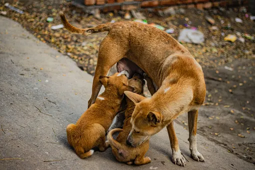 Мама не бросит: собака спасла щенка из ловушки, позвав на помощь людей