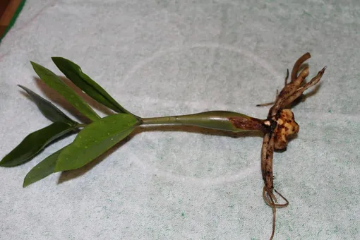 Замиокулькас является одним из немногих комнатных растений, которые способны переносить низкую влажность воздуха, что делает его подходящим для использования в обогреваемых и кондиционированных помещениях.