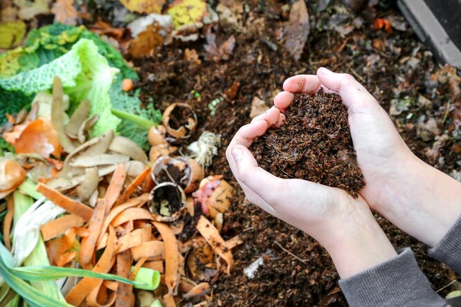 3 nejúčinnější způsoby využití kompostu na zahradě: tipy od zkušených agronomů