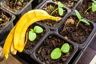 Удобрение из банановой кожуры: 5 простых способов приготовления