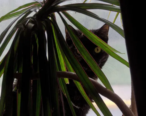 Кот выглядывает из-за листьев драцены