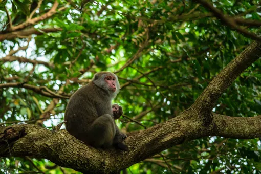 Первая смерть от оспы обезьян: мужчина 40 лет
