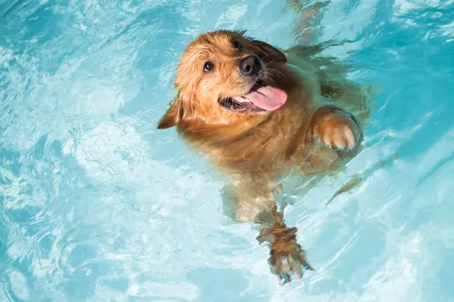 Все собаки с рождения умеют плавать: правда или миф