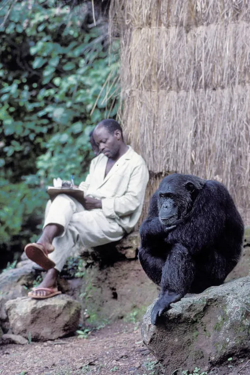 шимпанзе и человек