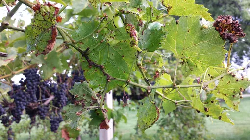 Болезни винограда, описание с фотографиями