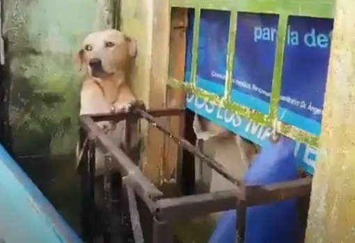 спасение собаки