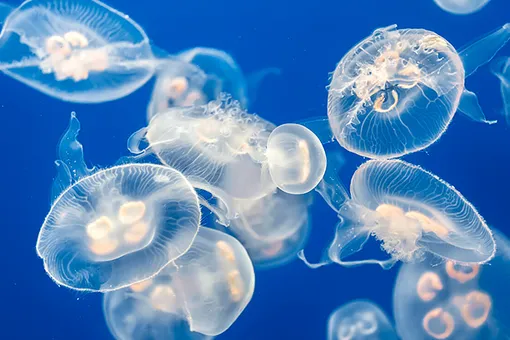 Если ужалила медуза: что можно и чего нельзя делать