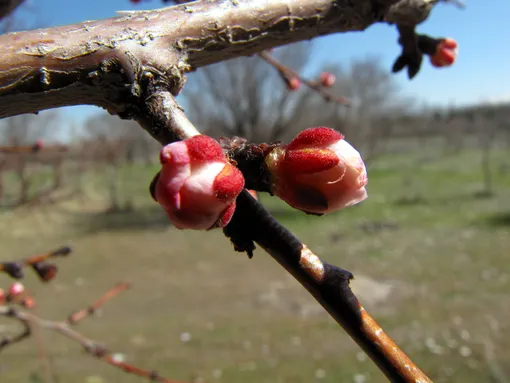 Подкормка яблонь и груш весной до цветения