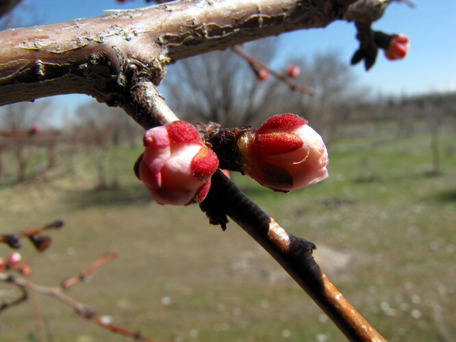 Чем подкормить яблони и груши весной