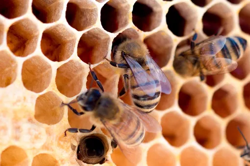Чем полезно пчелиное молочко для лица