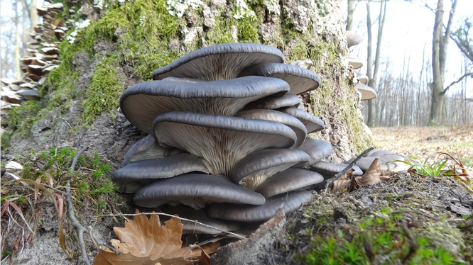 Вёшенки, древесные грибы