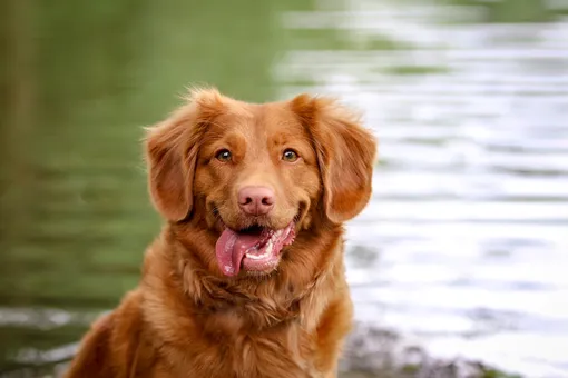 Новошотландский ретривер — красивая порода собак