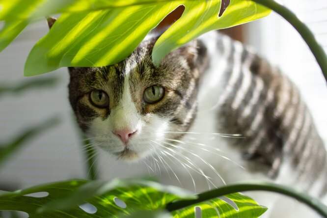 12 комнатных растений, которые безопасны для кошек 12 комнатных растений, которые безопасны для кошек