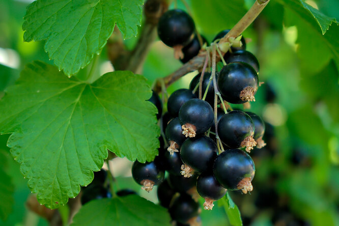 Смородина поможет укрепить здоровье: от каких болезней бережёт любимая летняя ягода