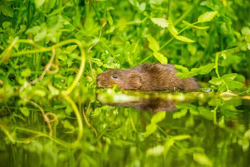 Водяная крыса: как защитить от неё урожай