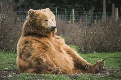 Медведь ассоциируется с силой и властью