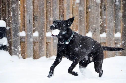 собака, снежок