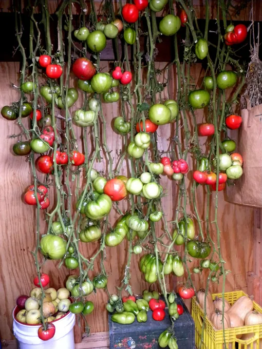 Дозревание помидоров на кустах