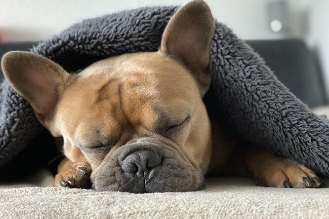 Кровообращение и дыхание