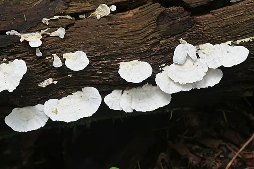 Траметес пушистый — несъедобный древесный гриб