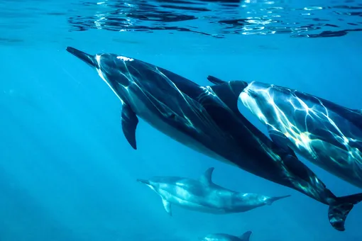 Дельфины привели яхту к женщине, которую унесло в открытый океан