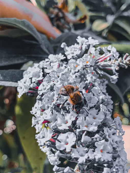 Пчела на цветке Буддлеи Давида