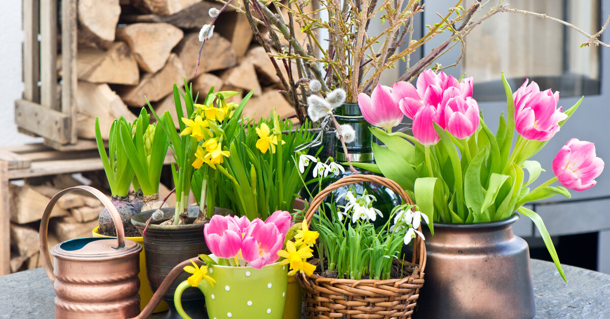 выгонка хризантемы к 8 марта в теплице