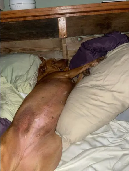рыжий пёс заснул в кровати