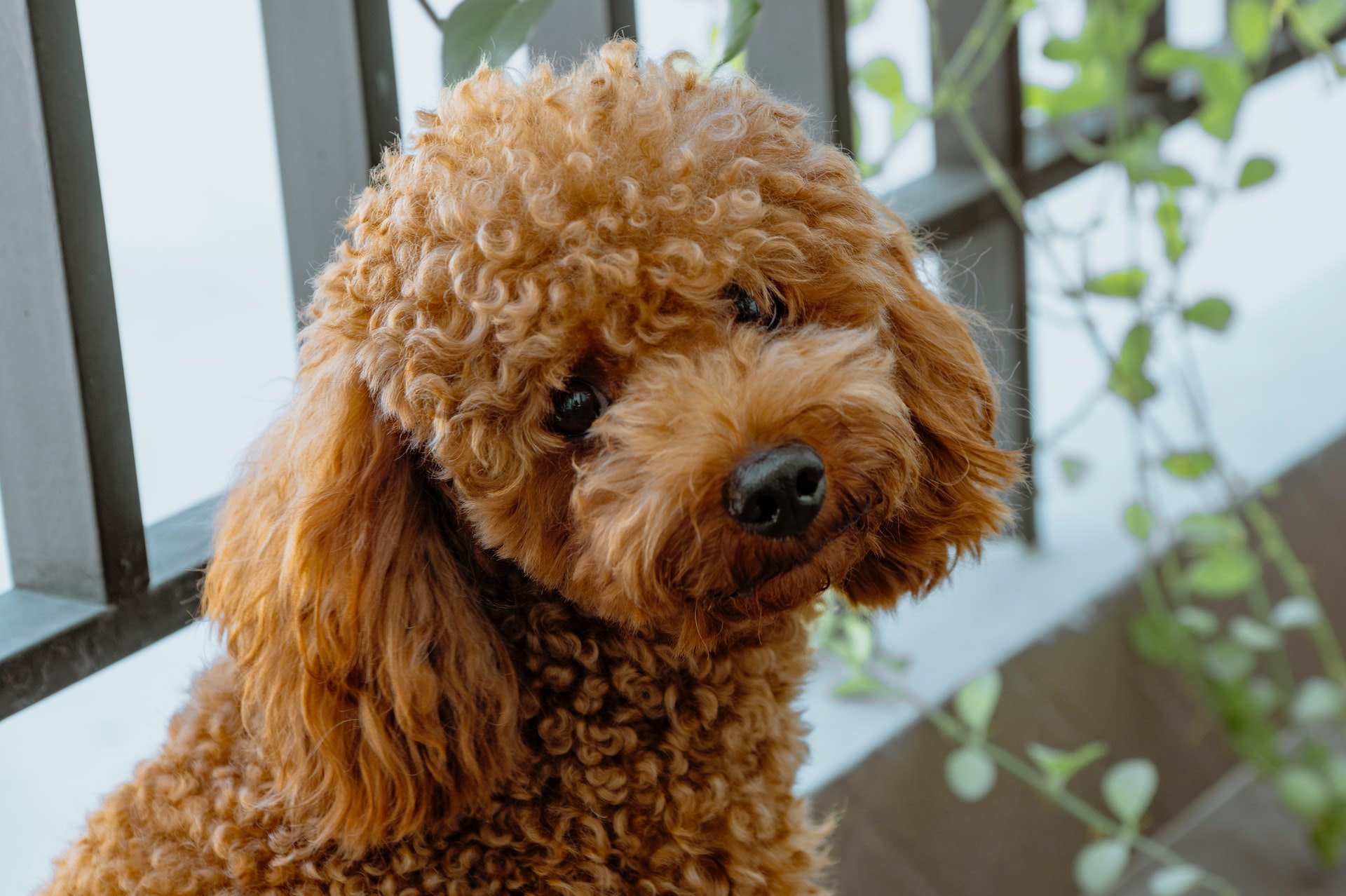 Самые умные маленькие породы собак: топ самых сообразительных небольших  собак с фото