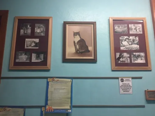 Портрет кота до сих пор висит в коридоре школы Elysian Heights