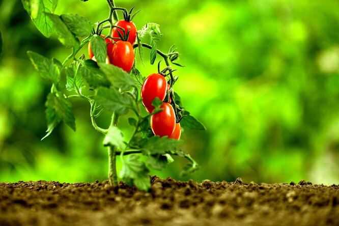 Особенности выращивания низкорослых томатов: даже начинающий дачник сможет похвастаться огромным урожаем