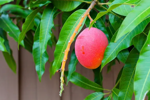 косточка манго вырастить в домашних условиях