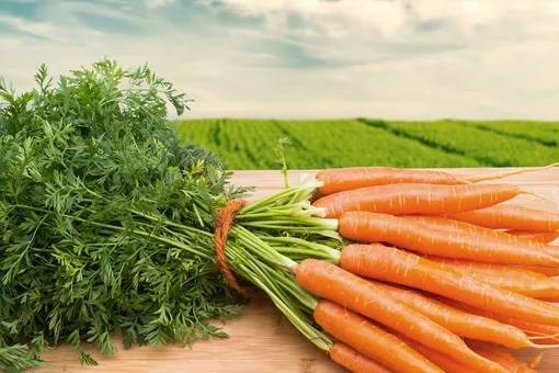 Сроки уборки урожая моркови от А до Я: шпаргалка для дачника