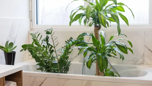 Экстренная паровая ванна для растений